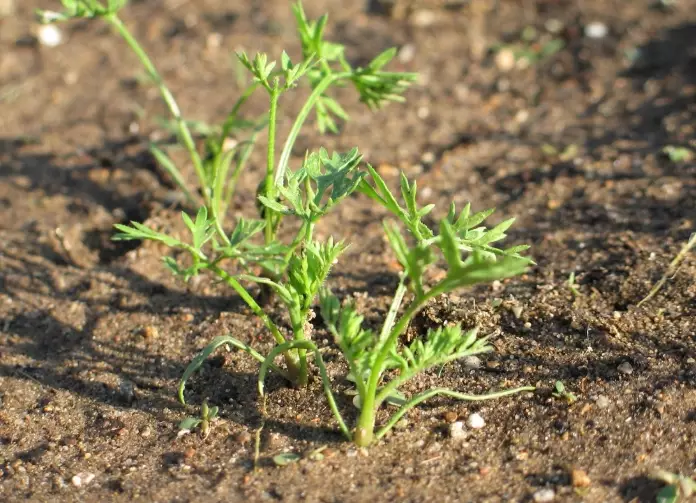 growing carrots growing carrots