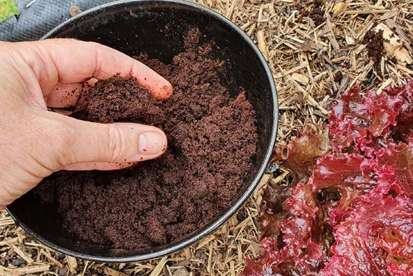 composting coffee grounds composting coffee grounds