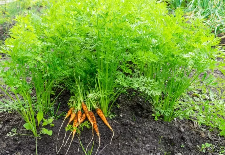 growing carrots growing carrots
