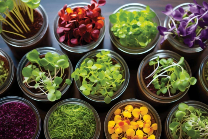 how to grow microgreens how to grow microgreens