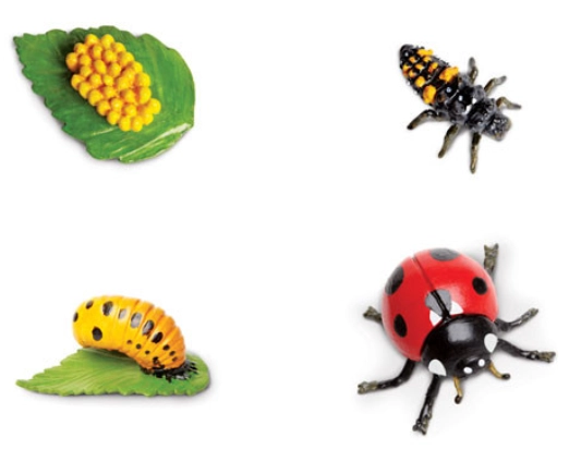 ladybug larvae identification ladybug larvae identification