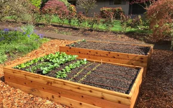 gardening raised beds vegetable