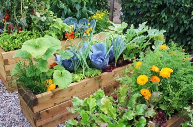 vegetable gardens