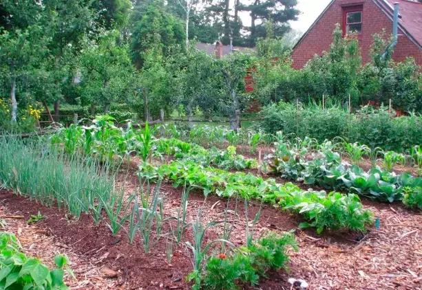 how to start a vegetable garden how to start a vegetable garden