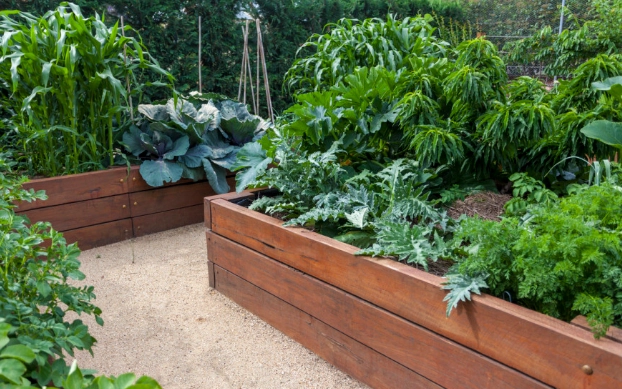 best vegetables for raised beds