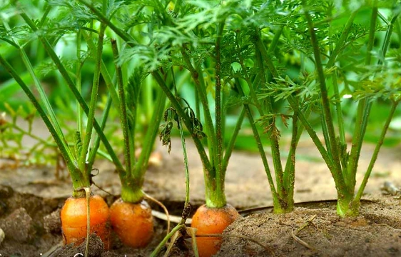 growing carrots growing carrots