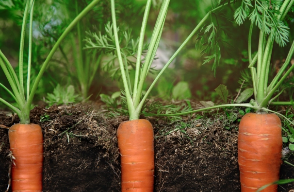 carrot growing