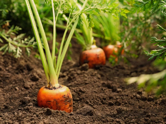 growing carrots in containers growing carrots in containers