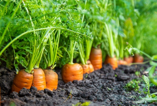 carrot planting guide carrot planting guide