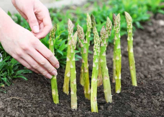 asparagus planting guide asparagus planting guide