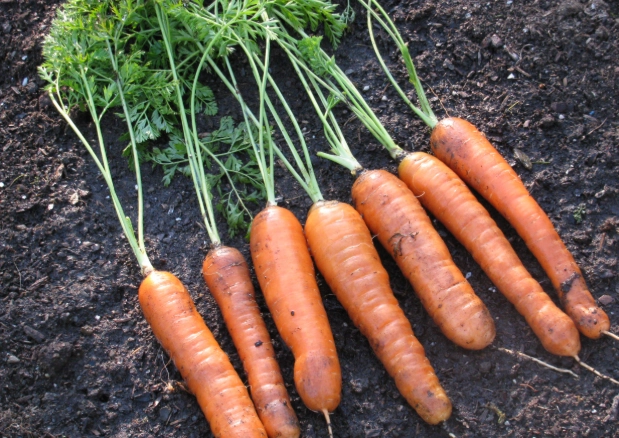 carrot plant care carrot plant care