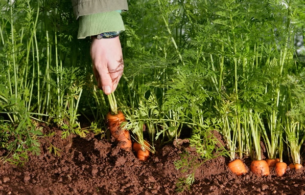 how to grow carrots