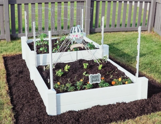 raised bed vegetable garden