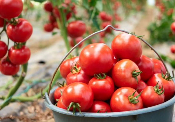 how to tell tomatoes are ripe