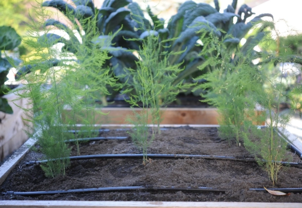 when to plant asparagus