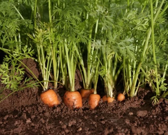 how to grow carrots