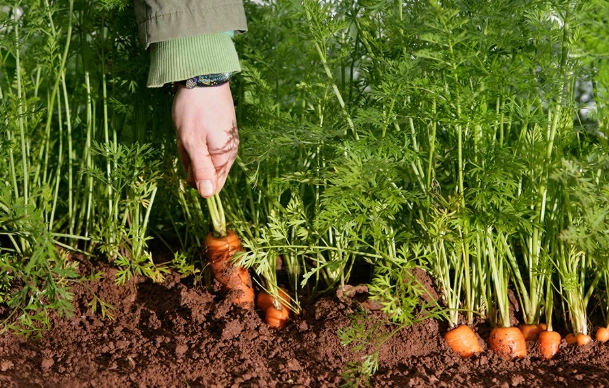 how to grow carrots from seed