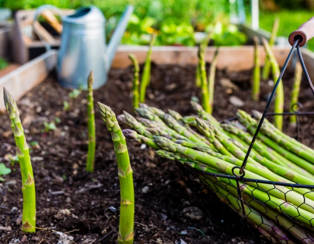 how to grow asparagus