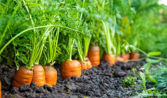 best soil for carrots