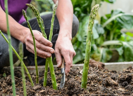 asparagus planting season