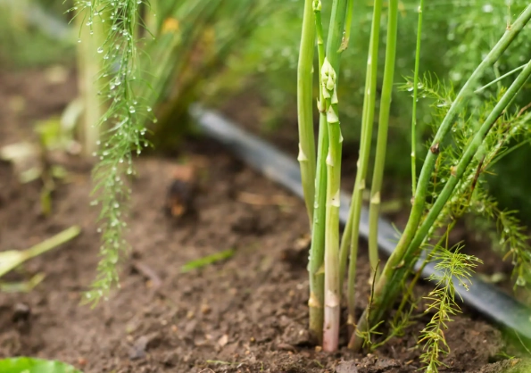 asparagus care tips