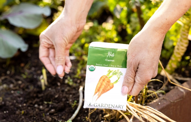 carrot planting schedule
