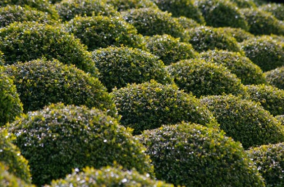 deer resistant perennials