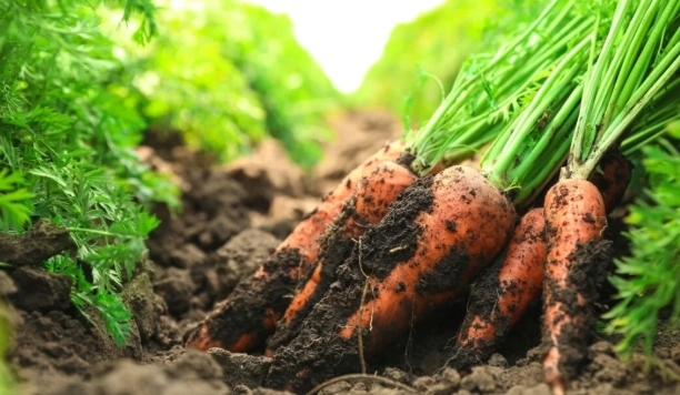 when to plant carrots