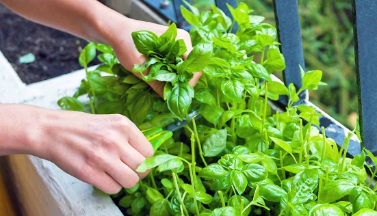 how to grow basil