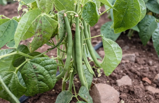 how to grow green beans how to grow green beans