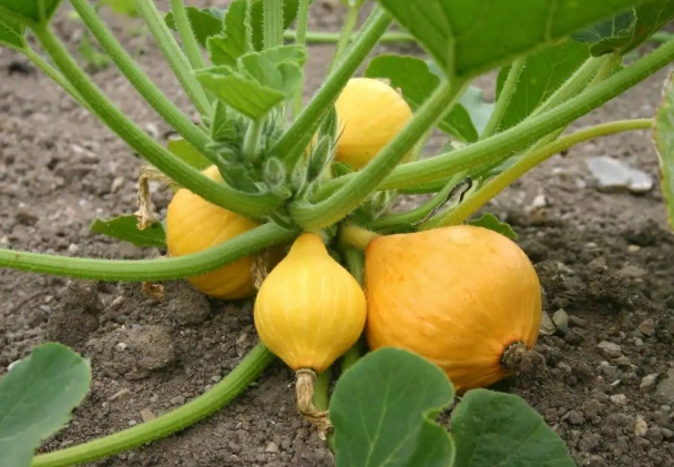 growing summer squash