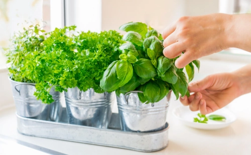 basil plant care tips