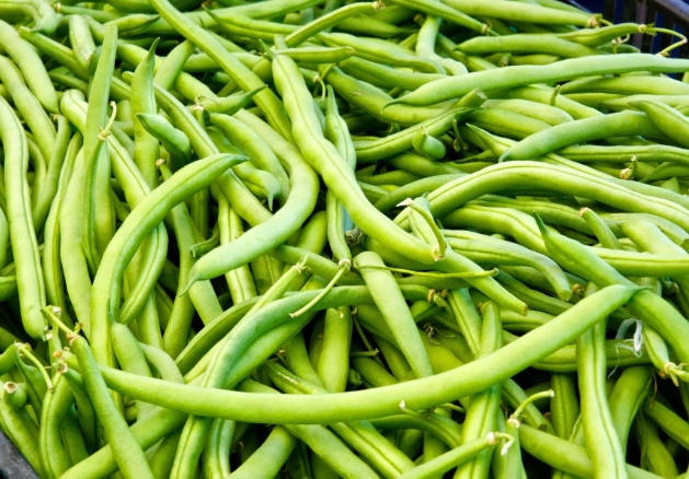green bean planting guide green bean planting guide