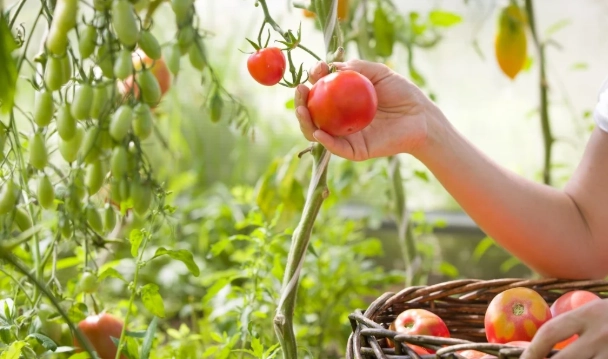 when should you pick tomatoes