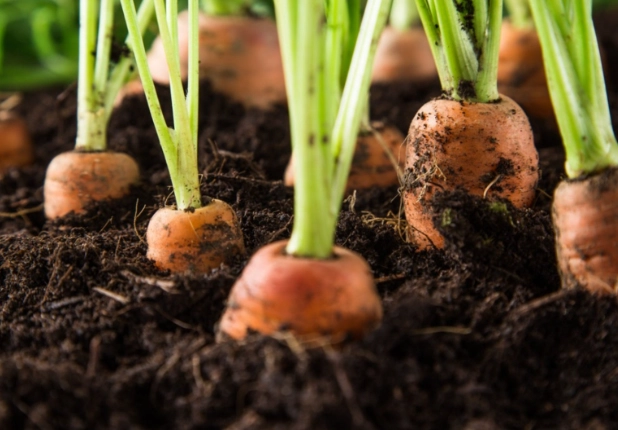 carrot gardening tips