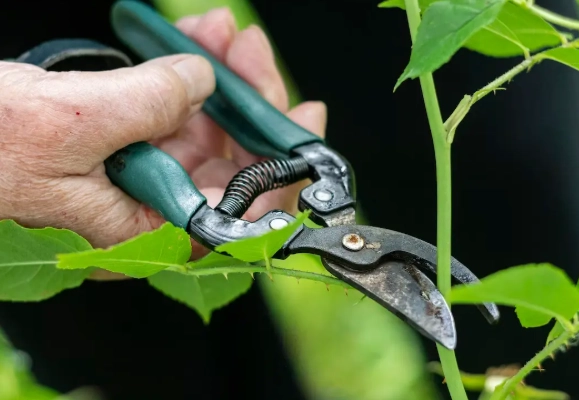 pruning tools