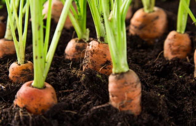 growing carrots