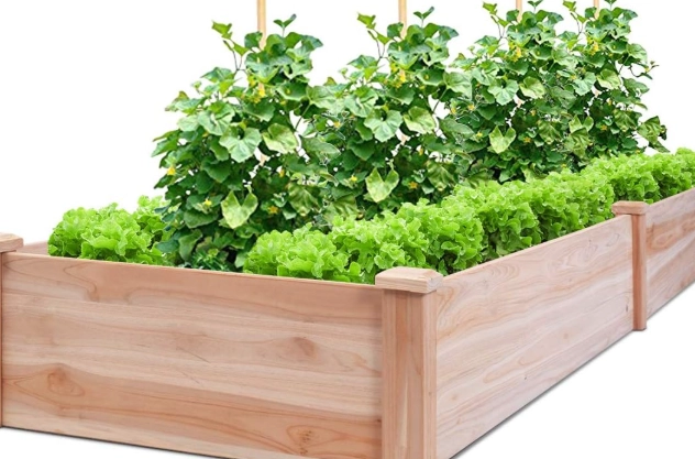 best vegetables for raised beds