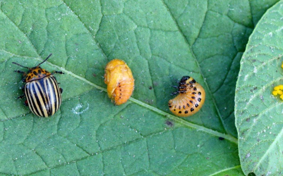 lady beetle life cycle lady beetle life cycle