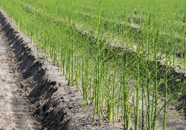 asparagus care tips