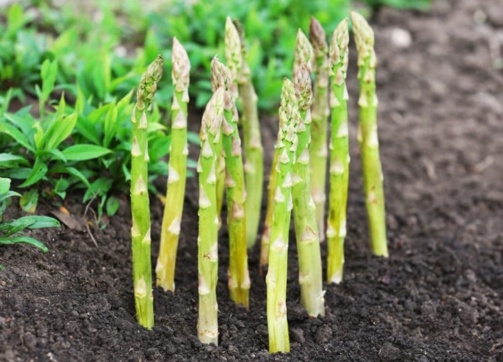 when to plant asparagus