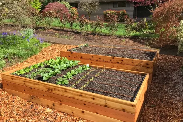 raised bed garden for vegetables