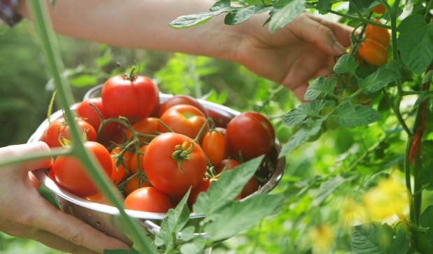tomato harvest time