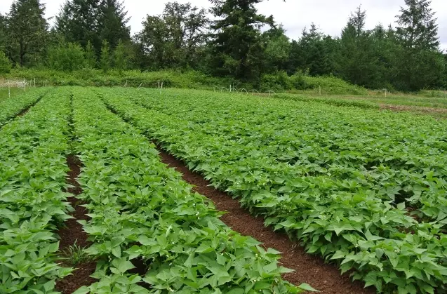 growing green beans in pots growing green beans in pots