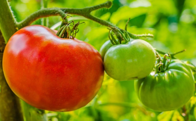 ripening tomatoes off the vine