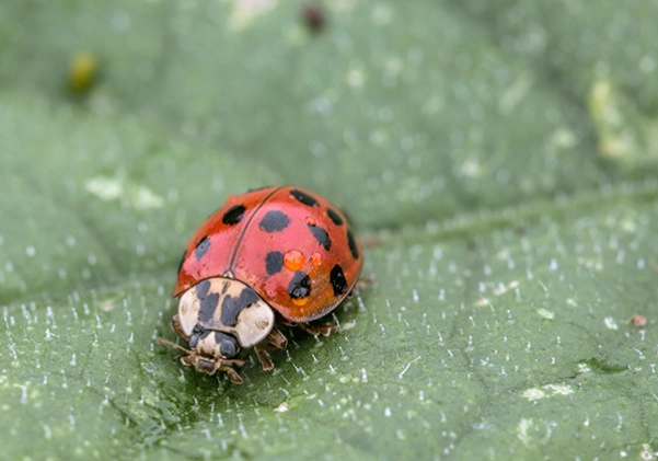 natural aphid control natural aphid control