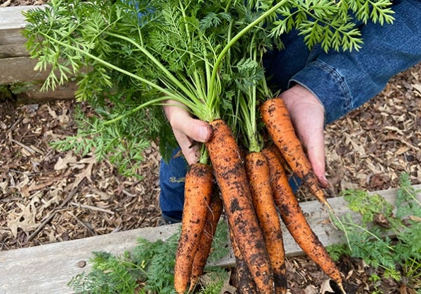 growing carrots
