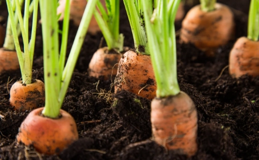 how to grow carrots