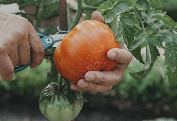 ripening tomatoes off the vine