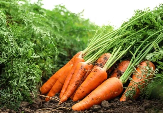 carrot plant care
